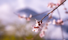 龚庭膏：春季桃花盛开 如何躲过敏性鼻炎的困扰